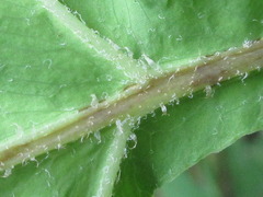 Onoclea sensibilis interrupta