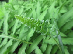 Onoclea sensibilis interrupta