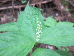 Chloranthus serratus