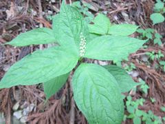 Chloranthus serratus