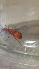 Rhagonycha fulva