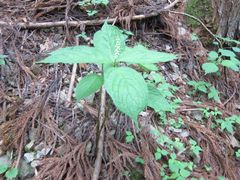 Chloranthus serratus