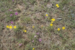 Crepis crocea