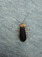 Podabrus fayi