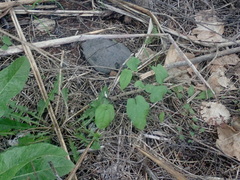 Calystegia sepium roseata x Silvatica disjuncta