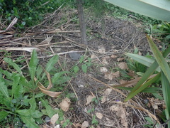 Calystegia sepium roseata x Silvatica disjuncta