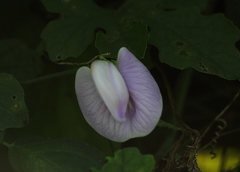 Centrosema pubescens