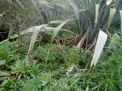 Haloragis erecta erecta