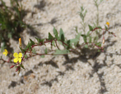 Camissoniopsis ignota