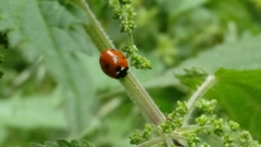 Coccinella septempunctata