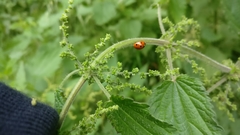 Coccinella septempunctata