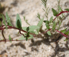 Camissoniopsis ignota