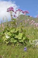 Adenostyles alliariae