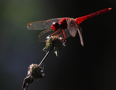 Crocothemis servilia