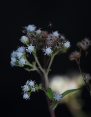 Chromolaena odorata
