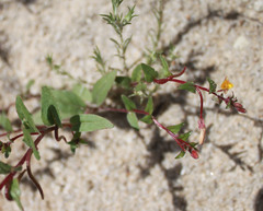 Camissoniopsis ignota