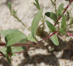 Camissoniopsis ignota