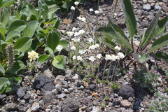 Androsace capitata