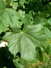 Acer platanoides