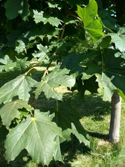 Acer platanoides