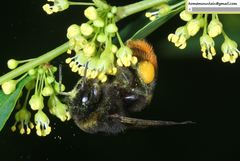 Bombus ignitus