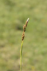 Carex sempervirens