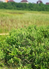 Myrica gale tomentosa