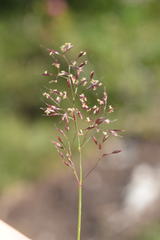 Agrostis rupestris