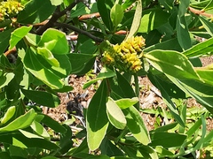 Myrica gale tomentosa