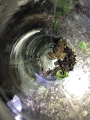 Eleutherodactylus longipes