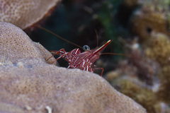 Rhynchocinetes durbanensis