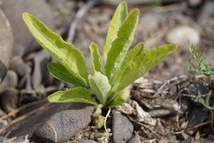 Viola gmeliniana