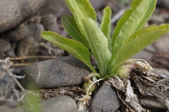 Viola gmeliniana