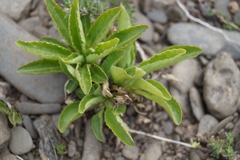 Viola gmeliniana