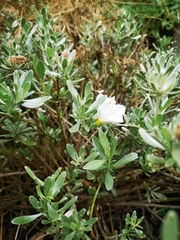 Convolvulus cneorum