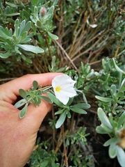 Convolvulus cneorum