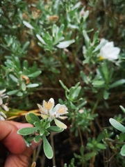 Convolvulus cneorum