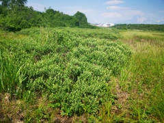 Myrica gale tomentosa