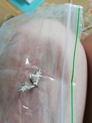 Eupithecia succenturiata