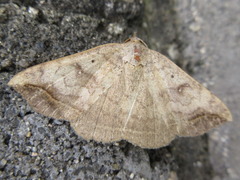 Blasticorhinus ussuriensis