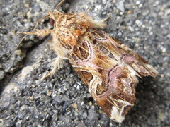 Callopistria duplicans