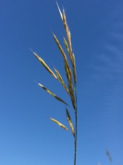 Bromus riparius