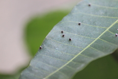 Procontarinia matteiana