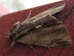Ercheia niveostrigata