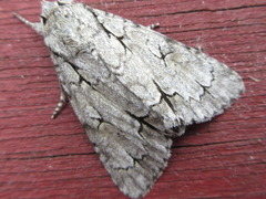 Acronicta major
