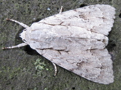 Acronicta major