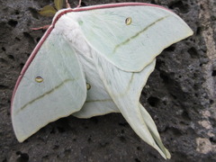 Actias