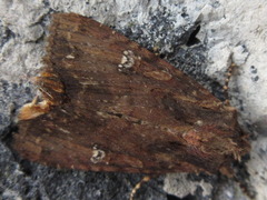 Ercheia