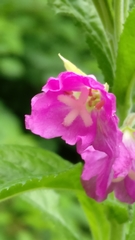 Epilobium