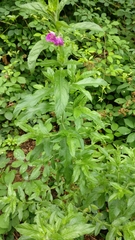 Epilobium
